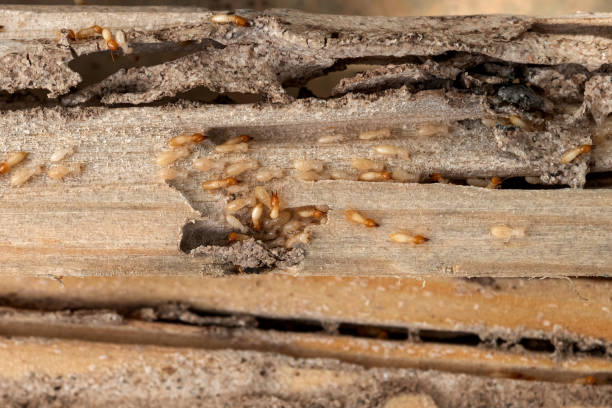 Best Affordable Pest Control Services  in Cobb Island, MD